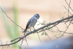 Bradornis microrhynchus