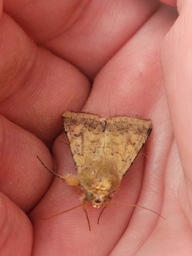 Corn Earworm Moth