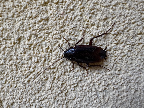 Oriental Cockroach