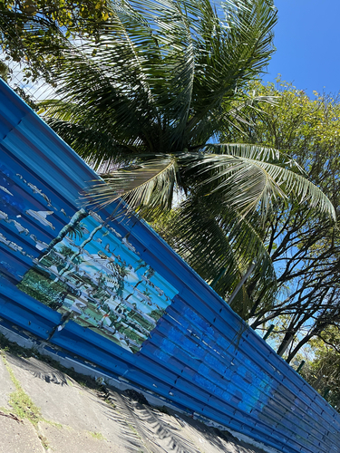 coconut palm