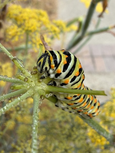 Anise Swallowtail