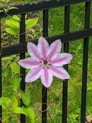 Clematis florida