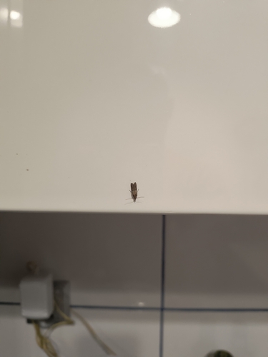 Indian-Meal Moth