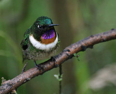 Heliangelus amethysticollis
