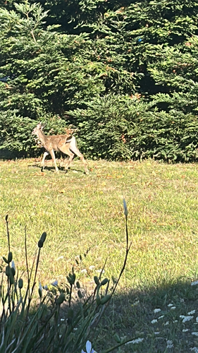 Mule Deer