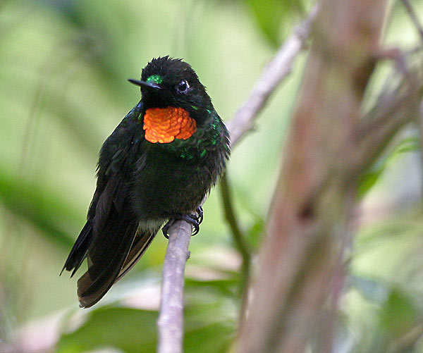 Little Sunangel (Heliangelus micraster) photo