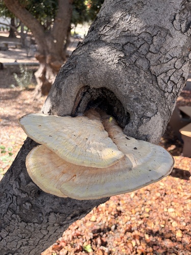 Western Hardwood Sulphur Shelf