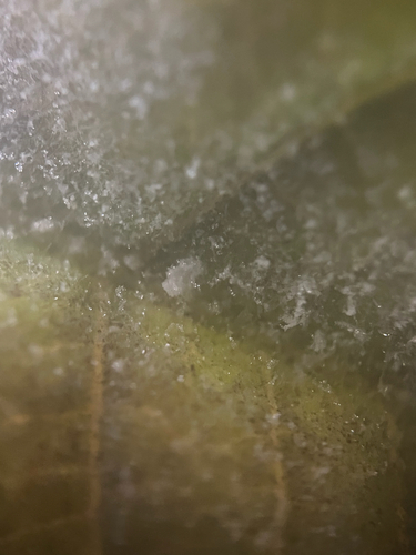 Podosphaera pruinosa
