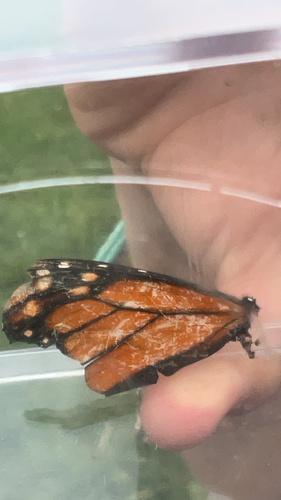 Monarch