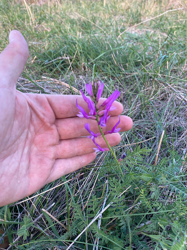 saintfoin milk vetch