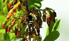 Halictus rubicundus