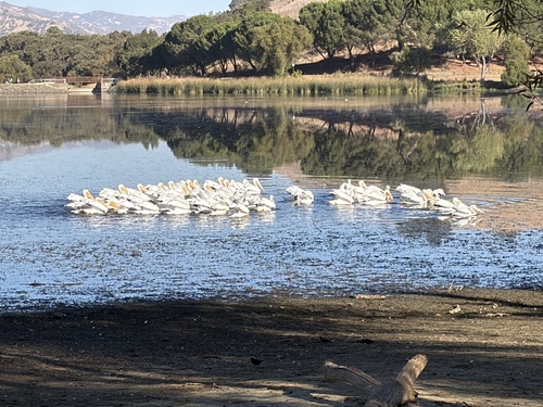 American White Pelican