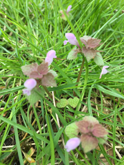 Lamium purpureum purpureum
