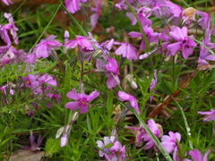 Phlox subulata