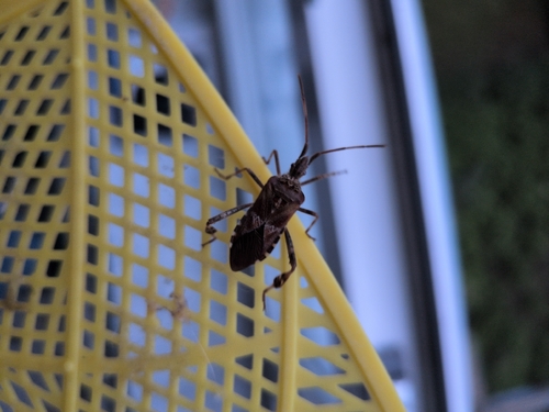 Western Conifer Seed Bug