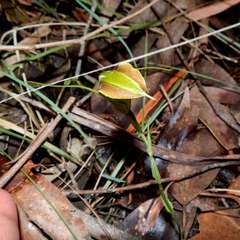 Pterostylis grandiflora