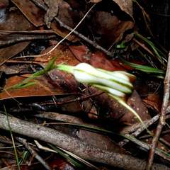 Pterostylis grandiflora