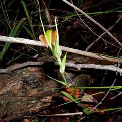 Pterostylis grandiflora