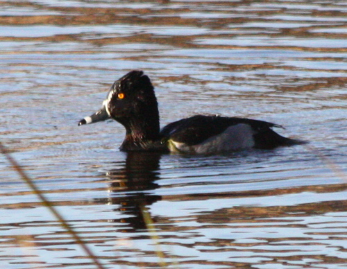 Aythya collaris