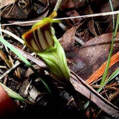 Pterostylis grandiflora