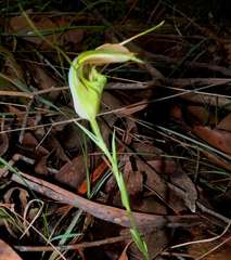 Pterostylis grandiflora