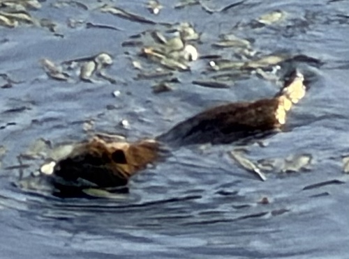 Coypu