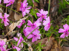 Phlox subulata