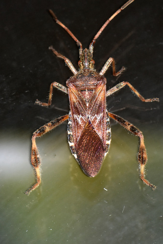 Western Conifer Seed Bug