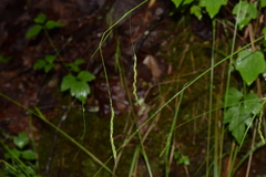 Carex debilis