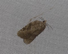 Acleris placidana