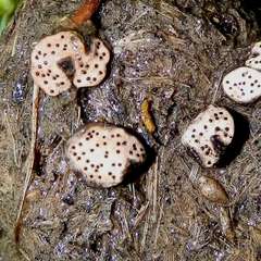 Poronia erici