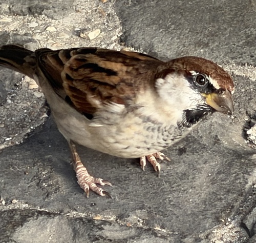 Italian Sparrow
