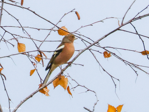 Common Chaffinch