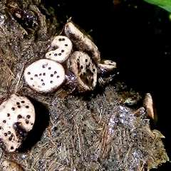 Poronia erici