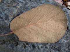 Quercus fulva