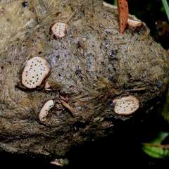 Poronia erici