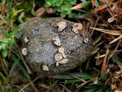 Poronia erici