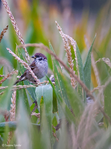Eurasian Tree Sparrow