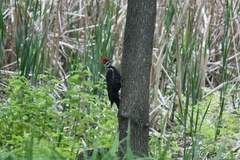 Dryocopus pileatus