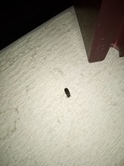 Lamprohiza splendidula