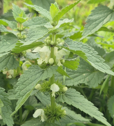 White deadnettle