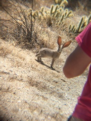 Lepus californicus bennettii