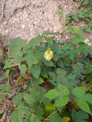common hops
