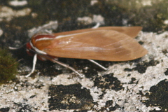 Amastus coccinator