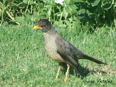 Turdus falcklandii