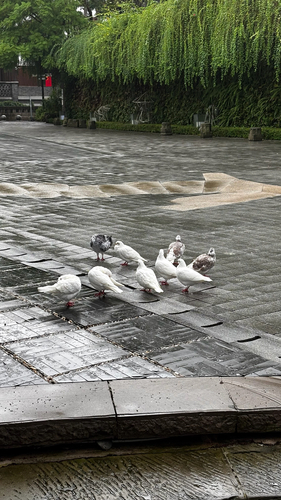 Feral Pigeon