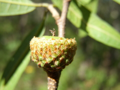 Quercus gentryi