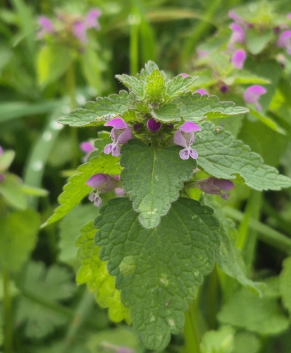 red deadnettle