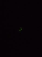 Lamprohiza splendidula