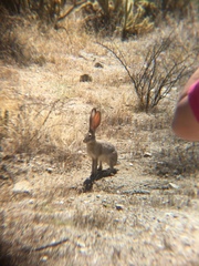 Lepus californicus bennettii